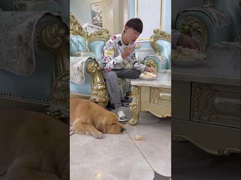 Owner Test Dog Honesty #shorts
