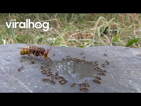 Hornet Preys on Ants || ViralHog