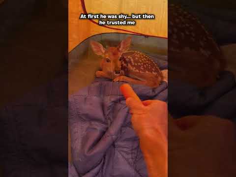 I Saved A Baby Deer From Wolves... He Won’t Let Go! 🦌❤️🩹