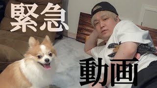緊急でまわしてます。虎太郎の新たな芸です。