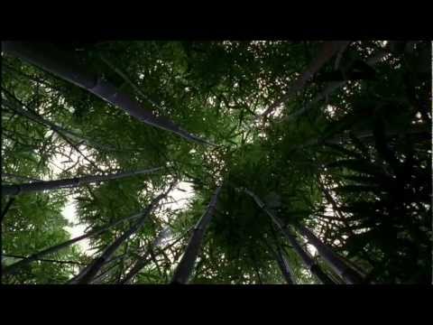 LOST: Opening Scene 1x01 - Bamboo Forest