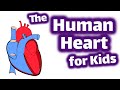 Understanding the Human Heart