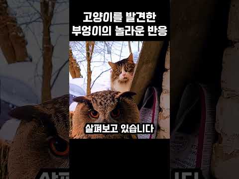 고양이를 발견한 수리부엉이의 놀라운 행동은?