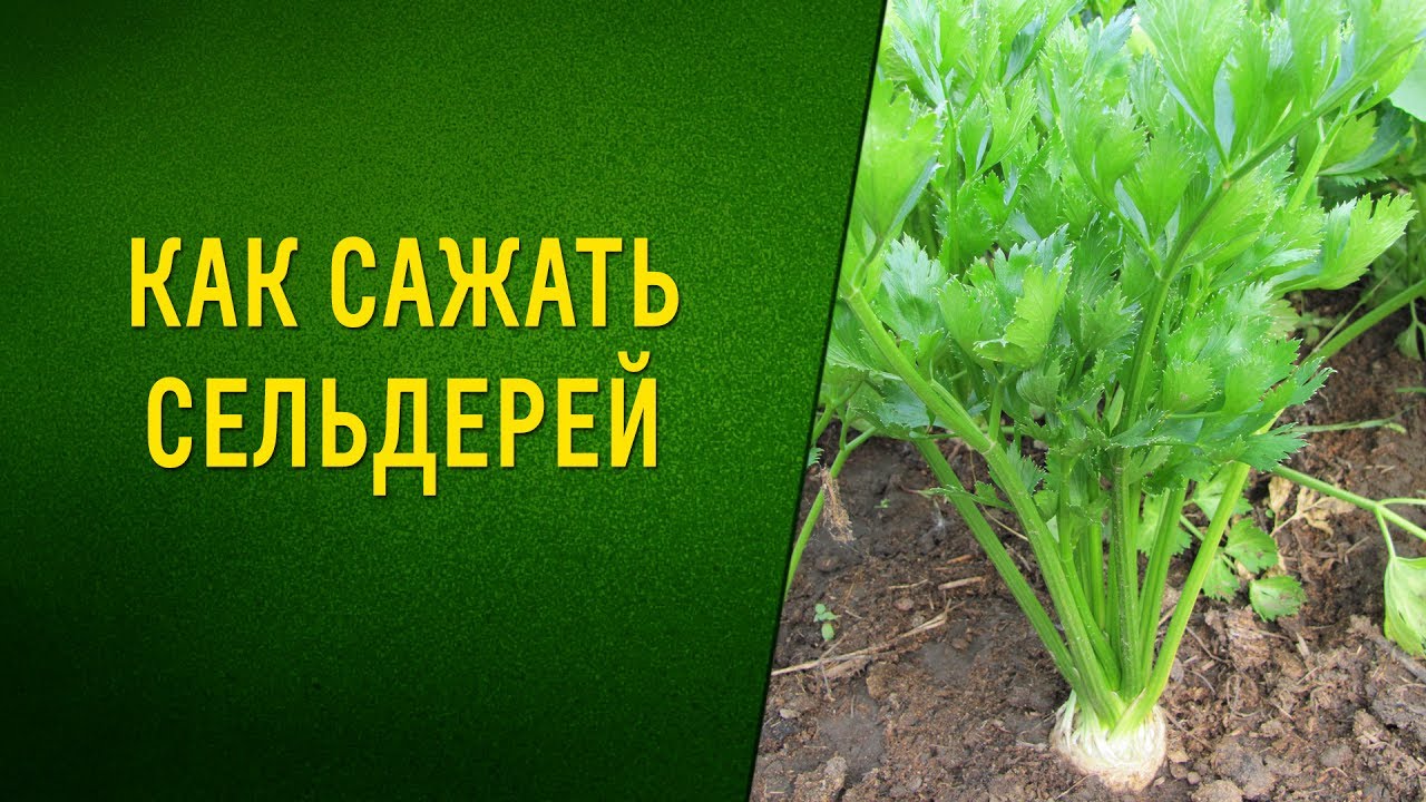 Как сажать рассаду сельдерея