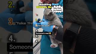 Ranking Best Kitten🐱 Moments cute #cats
