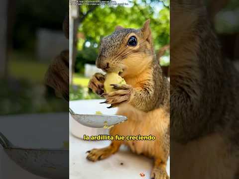 She Saved a Baby Squirrel on a Rainy Day 💕 #animals #Friendship #Us