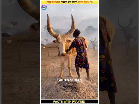 दुनिया का सबसे बड़ा गौरक्षक मुंडारी समुदाय कैसे करता है गाय की रक्षा। 🐄 #shorts
