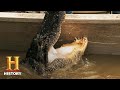 Alligator Hunting Strategies and Challenges