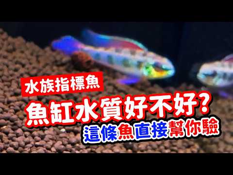 水族指標魚一直陣亡😱到底有多可怕