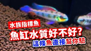 水族指標魚一直陣亡😱到底有多可怕