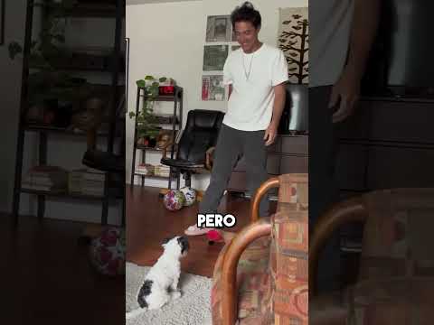 Este Perro Tiene Un Talento Increíble 💪