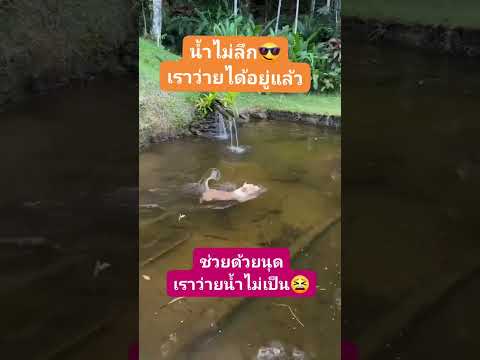 ขำๆคลายเครียด #รับสตรีมเพลง#kvang11235#ฟีด#shorts# #Byส้มกวางมิวสิค