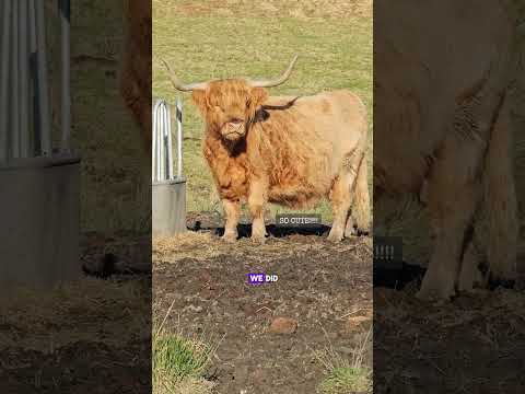 My Scotland Sketchbook - plus a little video and some of the reference photos I took
