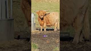 My Scotland Sketchbook - plus a little video and some of the reference photos I took