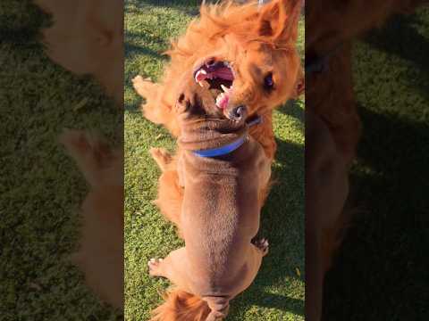 Don't be afraid of me #like #goldenretriever #funnyanimal #puppy #funnydog #puppy #funny #fun#shorts