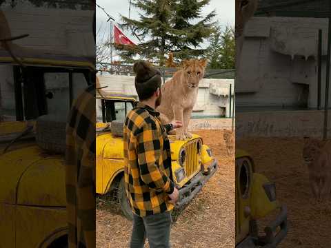 Aslan Maya'yı Severken Diablo Saldırmak İçin Arkadan Dolandı! #aslan #lion #shorts