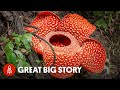 Rafflesia: The Giant Flower of Southeast Asia