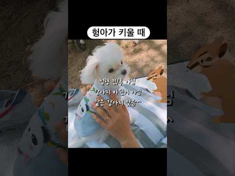 장군이 성형없이 오직 스타일링만으로 잘생겨졌어요^^ㅋㅋㅋㅋㅋ자연미남(?)입니다! 여러분 관리하세요💖 #관리의중요성 #말티즈장군이 #성형전후 아님