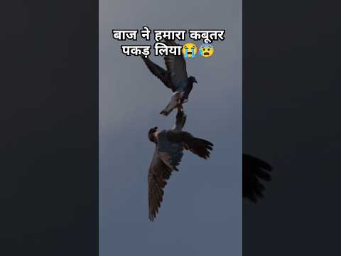 बजाने हमारा कबूतर पकड़ लिया😭🦅😰 न्यू शॉर्ट वायरल वीडियो #song #pigeon #kabootar