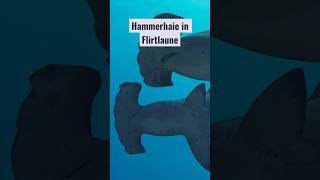 Hammerhaie in Flirtlaune #shark #ocean #diving