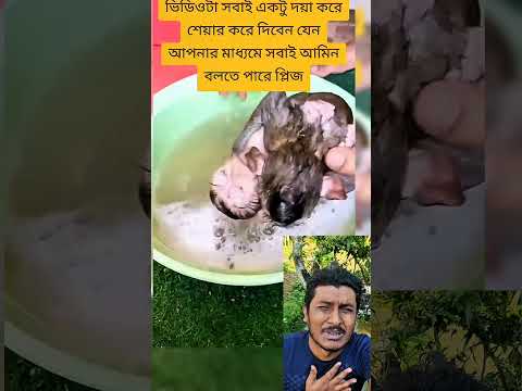জোড়া লাগানো দুটি বাচ্চার জন্য মন থেকে দোয়া করে যাবেন #cute #cutebaby #baby #babyvideos #shorts