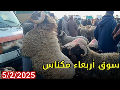 مباشرة من أربعاء مكناس 5/2/2025 أثمنة الخروف الكسابي والحولي والنعجة وخروفة ماعز فرجة ممتعة