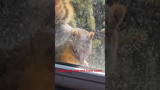 Bombadear Squirrel update on his injuries. He still looks rough. Tough little squirrel.