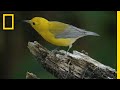 Bird Conservation and Genoscape Project