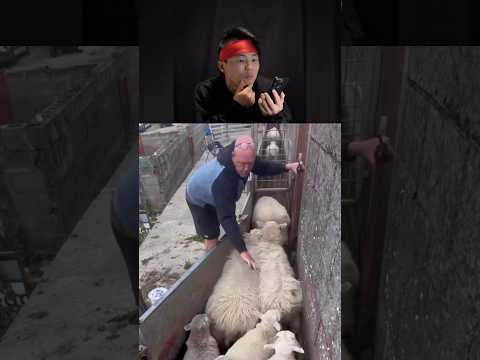 양은 괜찮을까요? 🥷🐑👀Are the sheep okay? #ninjahyeong