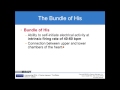 Heart Conduction System Components