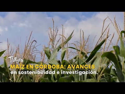 YouTube video thumbnail: Corn in Córdoba: Advances in Sustainability and Research