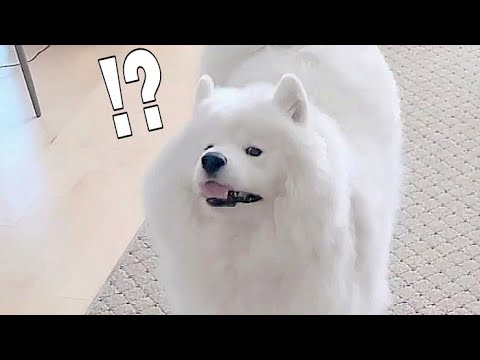 강아지에게 으르렁 거려보았습니다