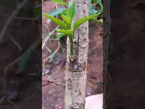 Ghép mắt chữ T ngược – mưa không làm hư #tintuc #short