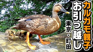 【カルガモ親子のお引越し】危険だらけの道のりを乗り越えた先に！