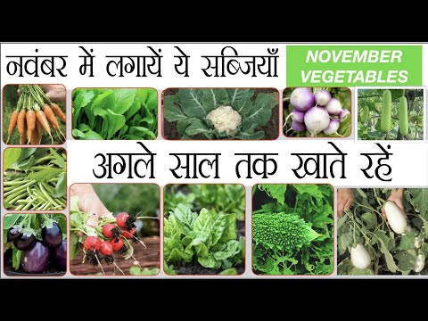 नवंबर में सर्दियों की कौन सी सब्ज़ियाँ लगाई जाएँगी Winter vegetable to grow in November in India