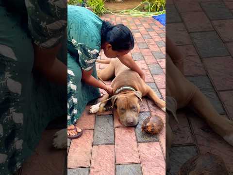 അവന്റെ പിണക്കം ഇനിയും മാറിയിട്ടില്ല 😔അച്ഛൻ മതി അവന് 😍 #dogshorts #dogs #puppy #pets #shortsviral