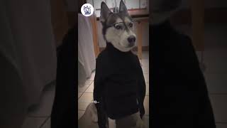 First Day of School #viral #dog #funny #shorts