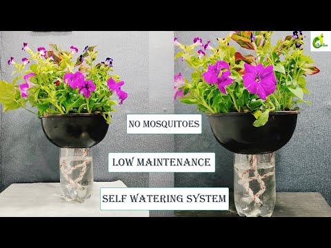 Say Goodbye To Mosquitoes With This Simple Diy Self-watering System/Self Watering Pot/ORGANIC GARDEN