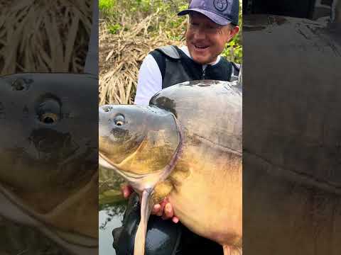Monster Carp in the USA!!#BigCarpUSA #CarpFishing #FishingShorts #MonsterCarp #USAOutdoors