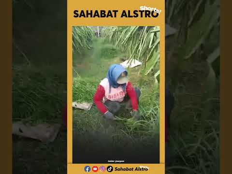 Pemilik kebun buah naga sebut emak-emak maling, karena ngarit rumput di kebunnya