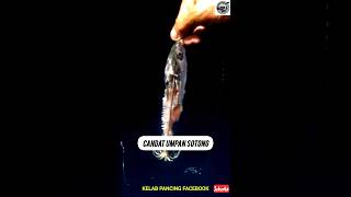 Sampai Hancur Umpan Candat Kena Makan Dengan Sotong Torok Besar.. #reels #shorts #fyp