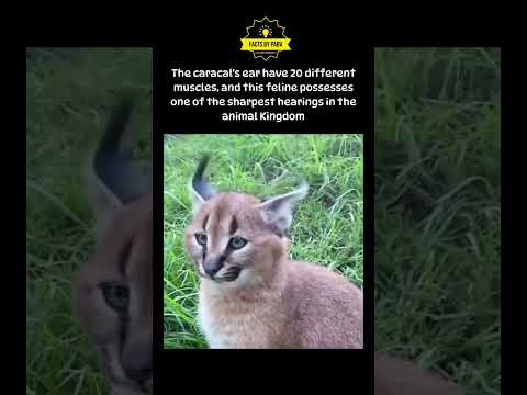 The caracal's ear have 20 different muscles #shorts #viral #trending