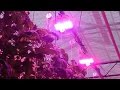 Advanced Lighting Systems in Greenhouses