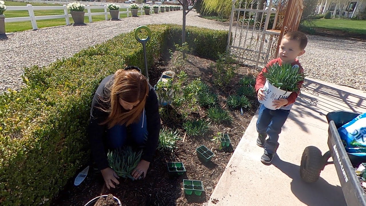 Planting MORE Cabbage & Alliums + Placing the New Trees!