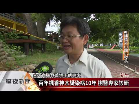 新埔文山國小百年楓香樹 染病手術治療【客家新聞20180825】 - YouTube