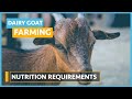 Goat Nutrition and Feeding Strategies