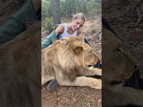 Most loving LION #13million #lion #shortvideos #viralvideos #viralvideo #youtubeshorts #cute #fyp