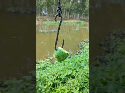 Tempting Gourd Bait, By Big Fish Catch#bait_fishing#fish_video