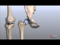 Knee Joint Function and Anatomy