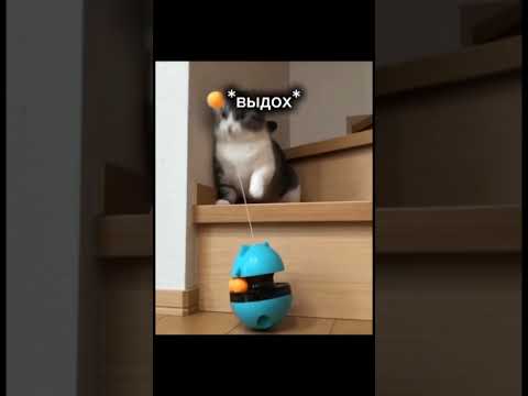 Комару, сколько у тебя ммр в доте? #комару #komaru #кошка #милота #смешно #юмор #весело #кот #мем